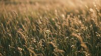 Golden hour sunlight illuminates wild grass field with warm bokeh effect creating peaceful natural meadow landscape for relaxation and wellness concepts.