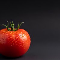 Fresh ripe red tomato with water droplets on dark background for culinary and cooking projects.