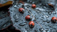 Red ladybugs crawling on dark wet leaf with water drops, macro photography showing detailed insects and natural moisture pattern on plant surface.
