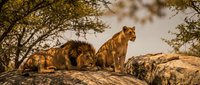 Two majestic lions resting on rocky outcrop under acacia trees during golden hour safari wildlife photography for nature documentaries and travel content.