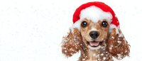 Happy Cocker Spaniel dog wearing red Santa hat with snow falling around, smiling with tongue out against white background, isolated festive pet portrait.