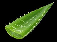Aloe vera leaf isolated on transparent background, ready for clipart, t-shirt design, stickers, print-on-demand products, and sublimation projects.