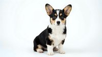 Adorable tricolor corgi puppy sitting on white background, isolated cute dog with perky ears and friendly expression for pet designs.