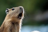 Curious capybara close-up portrait showing facial features, whiskers and nose against blurred natural background. Great for wildlife and nature publications.
