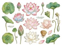 Water lily botanical collection featuring pink and white blooms, green lily pads, buds, and seed pods. Isolated watercolor elements suitable for design, textiles, and decorative projects.