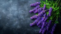 Fresh lavender flowers bunch on dark stone background with copy space for aromatherapy spa wellness natural organic herbal medicine concept.