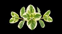Variegated mint leaves with cream and green coloring arranged in a radial pattern, isolated on transparent background. Ready for clipart, t-shirt design, stickers, print-on-demand, and sublimation projects.