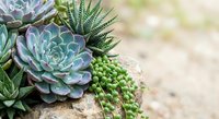 Succulent garden arrangement with echeveria, haworthia and string of pearls plants in natural outdoor setting for home decor and landscaping projects.