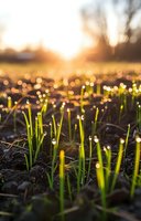 Fresh green grass sprouts with morning dew drops glowing in golden sunrise light. Close-up of new growth emerging from soil at dawn, symbolizing spring renewal and hope.