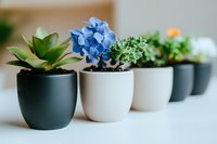 Row of small potted plants including succulent and blue hydrangea in modern black and white ceramic containers on white surface, selective focus composition.