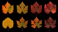 Eight colorful autumn maple leaves in red, orange, yellow and green tones, isolated on transparent background, ready for stickers, clipart, sublimation and print on demand.