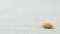 Single wheat grain on textured linen fabric background with copy space for natural organic food and agriculture concepts.
