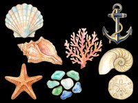 Watercolor sea shells, starfish, coral, anchor, and sand dollars isolated on transparent background. Ready for t-shirt designs, clipart, stickers, sublimation, print-on-demand products, and coastal crafts.