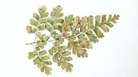 Dried fern frond with delicate leaflets in muted green and tan tones, isolated on white background, suitable for botanical designs, herbarium projects, and nature-themed compositions.