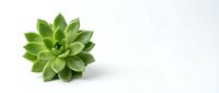 Small green succulent plant with thick fleshy leaves arranged in rosette pattern on clean white background, isolated for design projects and home decor concepts.