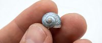 Caucasian hand holding a tiny blue-gray spiral snail shell between fingers, showcasing delicate natural texture and miniature size closeup.