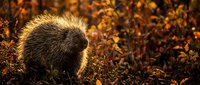 Porcupine in golden autumn forest with warm sunlight filtering through colorful fall foliage creating magical woodland atmosphere for nature photography.