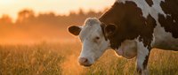 Black and white dairy cow grazing in golden sunset field. Farm animal agriculture concept for rural lifestyle and organic farming content.