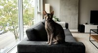 Elegant gray tabby cat sitting on modern charcoal sofa in contemporary living room with large windows and natural light streaming in.