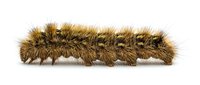 Hairy caterpillar with spiky brown and golden bristles crawling across white background, suitable for nature and wildlife educational materials.
