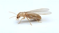 Termite insect with transparent wings isolated on white background, suitable for educational materials, pest control documentation, and entomology resources.