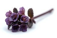Purple basil sprig with dark leaves and delicate flowers on white background, macro shot showing fine texture and deep burgundy color tones. Culinary herb isolated.
