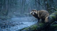 Raccoon sitting on mossy log in misty forest during twilight hour creating atmospheric wildlife scene for nature photography and outdoor adventure content.
