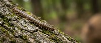 Millipede crawling on moss-covered tree bark in forest environment showcasing natural woodland ecosystem and arthropod wildlife behavior in outdoor habitat.