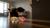 Black and white kitten playing with pink toy on wooden floor indoors. Young cat exploring home environment with curiosity and playfulness.