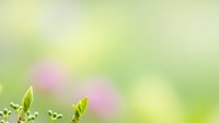 Fresh green leaves with soft pink bokeh background creating peaceful spring atmosphere for natural wellness and growth concepts.