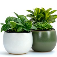 Small potted houseplants in modern ceramic planters, featuring green succulent and tropical foliage against white background, minimalist home decor arrangement.