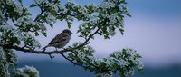 Small songbird perched on flowering tree branch against twilight sky. Nature wildlife photography for environmental and outdoor themes.