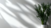 Minimalist interior with green palm plant in white pot against white wall with natural window shadow overlay creating modern aesthetic composition.