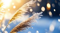 Frost covered pampas grass plumes against blurred winter bokeh background in golden morning sunlight, creating dreamy natural macro photography effect.