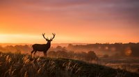 Majestic stag silhouette standing in golden grassland during dramatic sunrise with warm orange and pink sky colors creating peaceful wildlife scene.