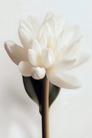 Pure white lotus flower in full bloom against soft neutral background, showcasing delicate petals and minimalist composition for wellness and spa marketing.