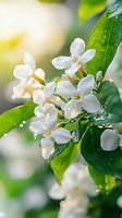 Fresh white orange blossom flowers with water drops on green leaves in soft morning light. Natural floral background with delicate petals and bokeh effect.