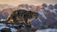 Snow leopard prowling on rocky mountain ledge during golden hour sunrise with dramatic peaks and alpine wilderness landscape in background.