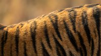 Close-up macro shot of tiger fur showing distinctive orange and black striped pattern with fine texture details for wildlife and nature projects.