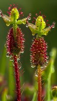 Macro shot of carnivorous sundew plant with glistening dewdrops on red tentacles and bright green leaves, showing intricate details against dark background.