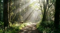 Sunlight streams through towering trees along a winding forest path, creating a serene woodland scene ideal for nature, travel, and wellness design projects.