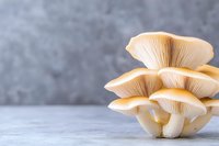 Fresh oyster mushrooms cluster growing on light background, macro view of edible fungi with delicate gills and creamy white caps.