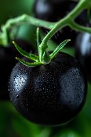 Fresh black tomato with water drops on dark surface, macro photography showing detailed texture of wet vegetable against blurred green background.