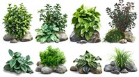 Decorative garden plants with stones collection. Green foliage bushes and ornamental leaves on grey rock arrangements isolated on white background for landscape design.