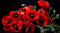 Vibrant red poppies with dark centers and delicate buds against dramatic black background, creating striking contrast for floral design or remembrance themes.