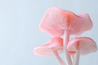 Pink mushrooms with delicate gills against light background, soft pastel tones create dreamy botanical composition for nature and wellness designs.