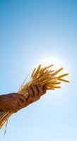 Farmer's hand holding golden wheat ears against clear blue sky, symbolizing harvest, agriculture, and grain production for farming and food industry concepts.