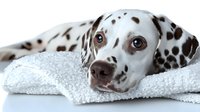 Dalmatian dog with spotted coat lying on white fluffy towel, close-up portrait showing expressive brown eyes and black nose against light background.