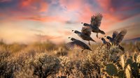 Flock of wild birds taking flight from golden grassland at sunset with dramatic orange and pink sky overhead.