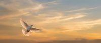 White dove flying with outstretched wings against golden sunset sky symbolizing peace, freedom and hope for spiritual and inspirational concepts.